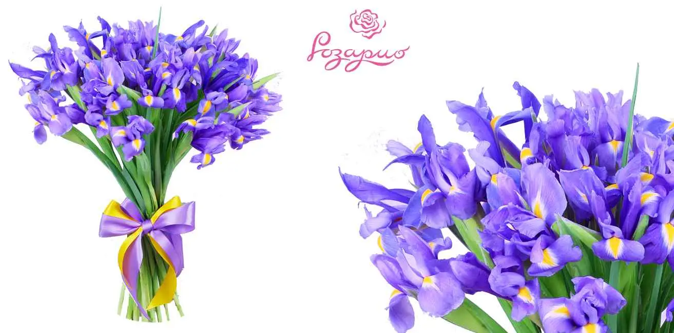 Букет из ирисов, фронтальный вид, на белом фоне