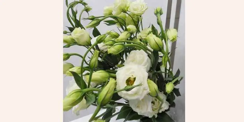 Ду Росита (Эустома)