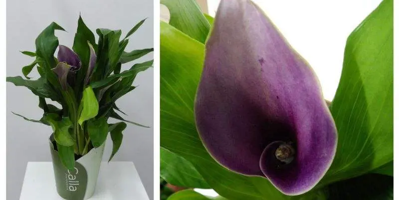 Калла Пёрпл