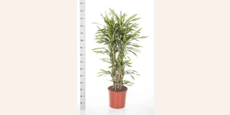 Драцена Рики