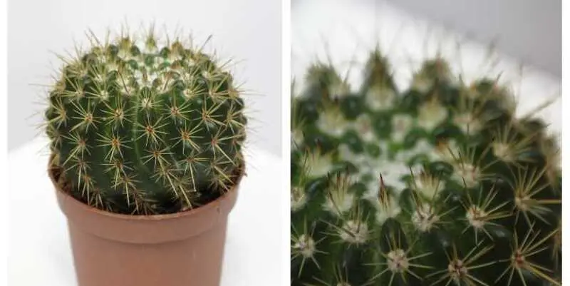 Кактус микс Д10