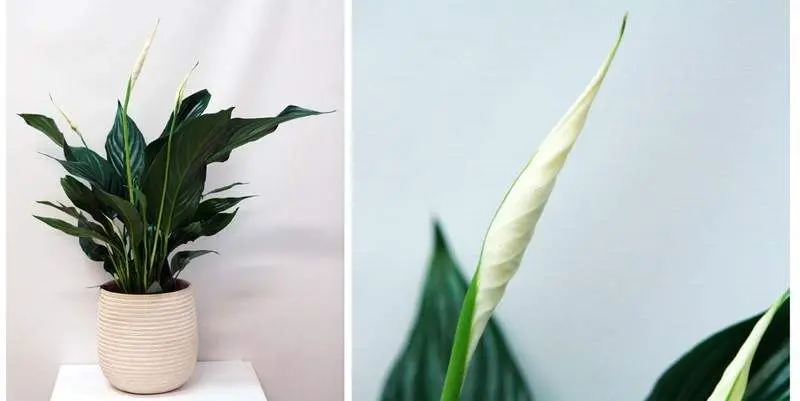 Спатифиллум Беллини Д12