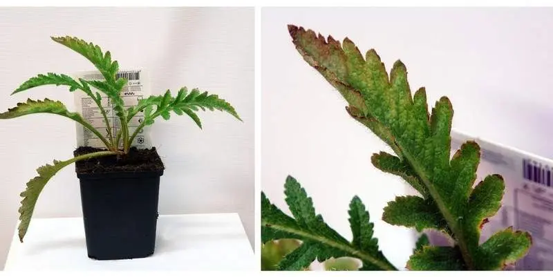 Мак Восточный Д12 Н40