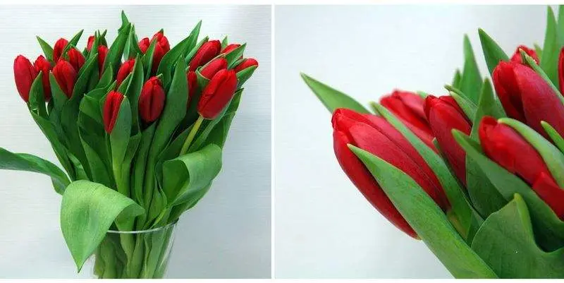 Тюльпан Микс 