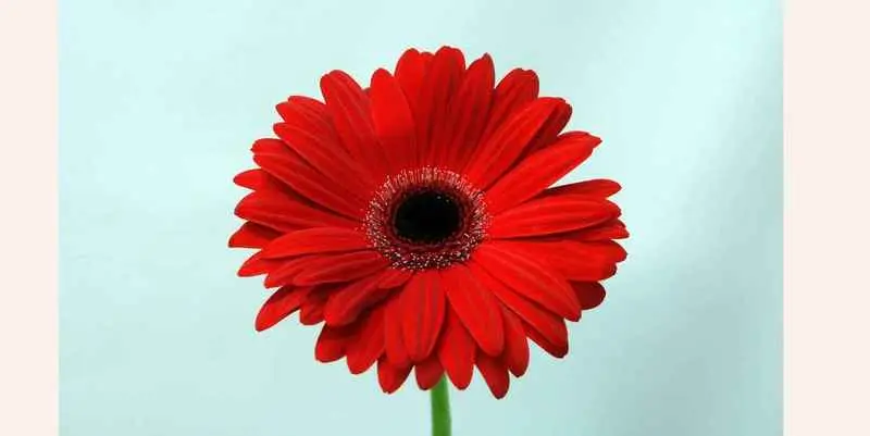 Гербера Децибел